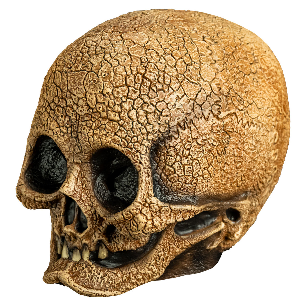 Máscara de Látex Calavera Craneal, foto 2 de 3